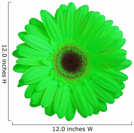 Green Gerber Daisy Flower Wall Decal
