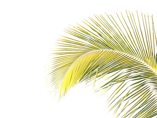 Palme Wall Decal