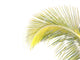 Palme Wall Decal