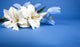 White Artificial Lilly Flower Wall Decal