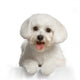 Bichon Maltais Wall Decal Design 3