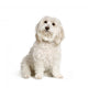 Bichon Maltais Wall Decal Design 2
