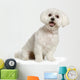 Bichon Maltais Wall Decal Design 1