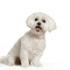 Bichon Maltais Wall Decal Design 1