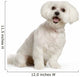 Bichon Maltais Wall Decal Design 1
