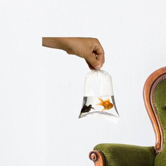 Poisson Rouge Wall Decal