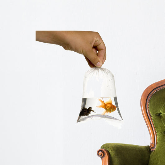 Poisson Rouge Wall Decal