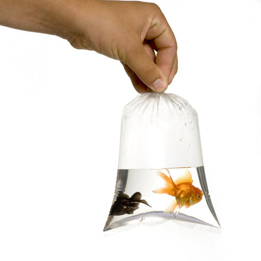 Poisson Rouge Wall Decal