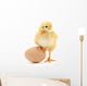 Chicken and Egg Wall Decal