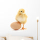 Chicken and Egg Wall Decal