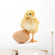 Chicken and Egg Wall Decal