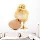 Chicken and Egg Wall Decal