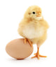 Chicken and Egg Wall Decal