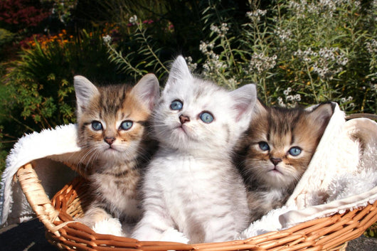 Three Kittens Wall Decal