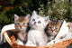 Three Kittens Wall Decal