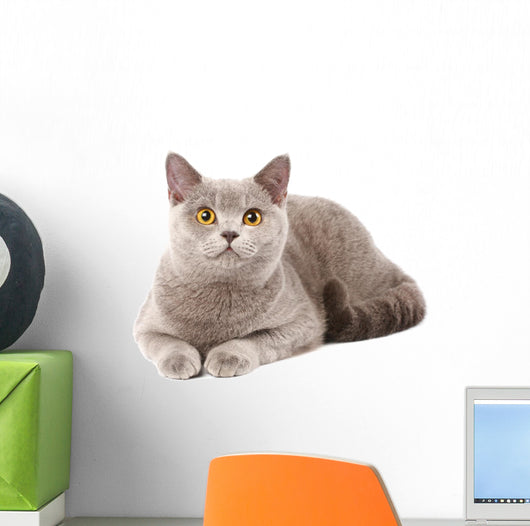 British Grey Cat Wall Decal