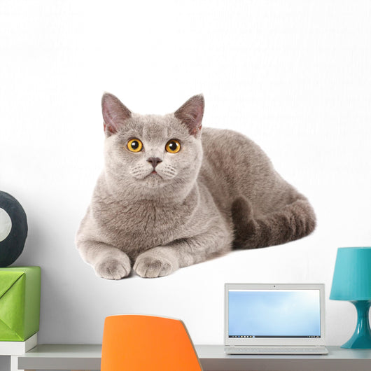British Grey Cat Wall Decal