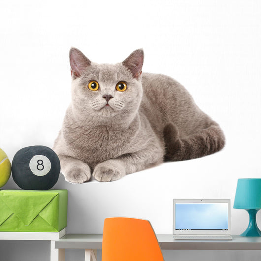 British Grey Cat Wall Decal