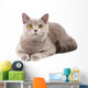 British Grey Cat Wall Decal