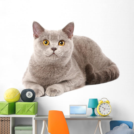 British Grey Cat Wall Decal