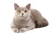 British Grey Cat Wall Decal