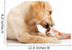 Labrador Puppy Chewing Large Wall Decal