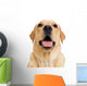 Young Labrador Retriever Dog Wall Decal