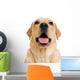 Young Labrador Retriever Dog Wall Decal