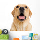 Young Labrador Retriever Dog Wall Decal