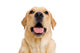 Young Labrador Retriever Dog Wall Decal