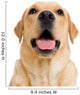 Young Labrador Retriever Dog Wall Decal