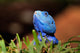 Reptile Wall Decal