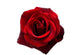 Red Rose Wall Decal