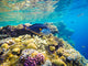 Underwater World Red Sea Wall Decal