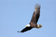 Adult Bald Eagle Haliaeetus Wall Decal