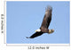 Adult Bald Eagle Haliaeetus Wall Decal