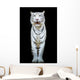 White Tiger Wall Decal