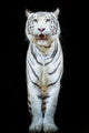 White Tiger Wall Decal