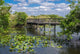 Florida Everglades Boardwalk Wall Mural