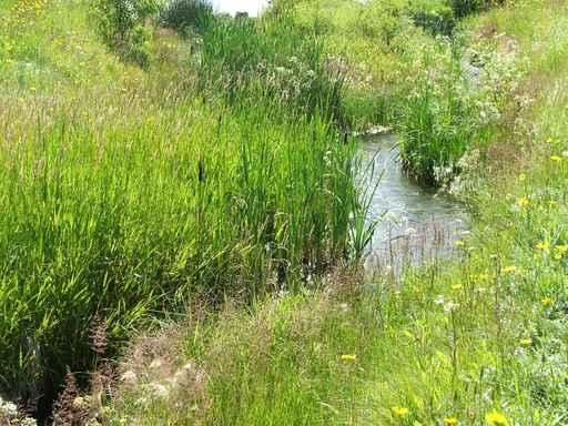 Meadow Stream Wall Decal
