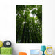 Tree crowns Wall Mural