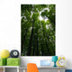 Tree crowns Wall Mural