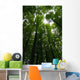 Tree crowns Wall Mural