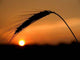 Sunset Wall Decal Design 5