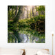 Morning Forest