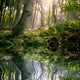 Morning Forest