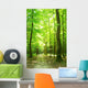 forest path Wall Mural