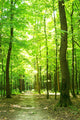 forest path Wall Mural