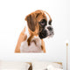 German boxer puppy Wall Decal