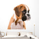 German boxer puppy Wall Decal